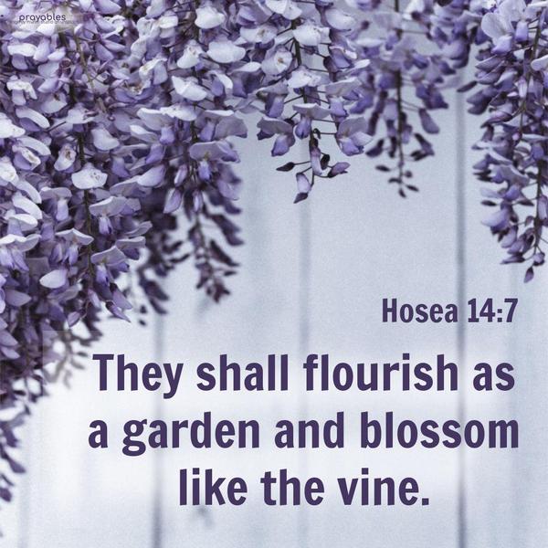 Hosea 14:7 They shall flourish as a garden and blossom like the vine.