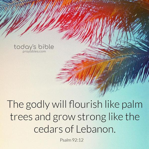 The godly will flourish like palm trees and grow strong like the cedars of Lebanon. Psalm 92:12