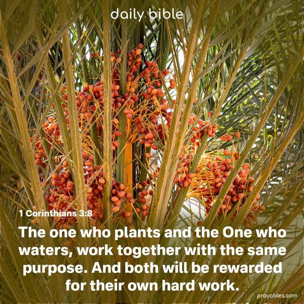 The one who plants and the One who waters, work together with the same purpose. And both will be rewarded for their own hard work. 1 Corinthians 3:8
