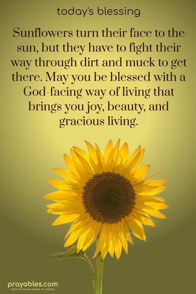Sunflowers turn their face to the sun, but they have to fight their way through dirt and muck to get there. May you be blessed with a God-facing way of living that brings you joy, beauty, and gracious living.