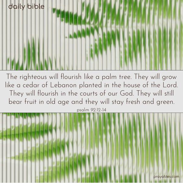 The righteous will flourish like a palm tree. They will grow like a cedar of Lebanon planted in the house of the Lord. They will flourish in the courts of our God. They will still bear fruit in old age, and they will remain fresh and green. Psalm 92:12-14