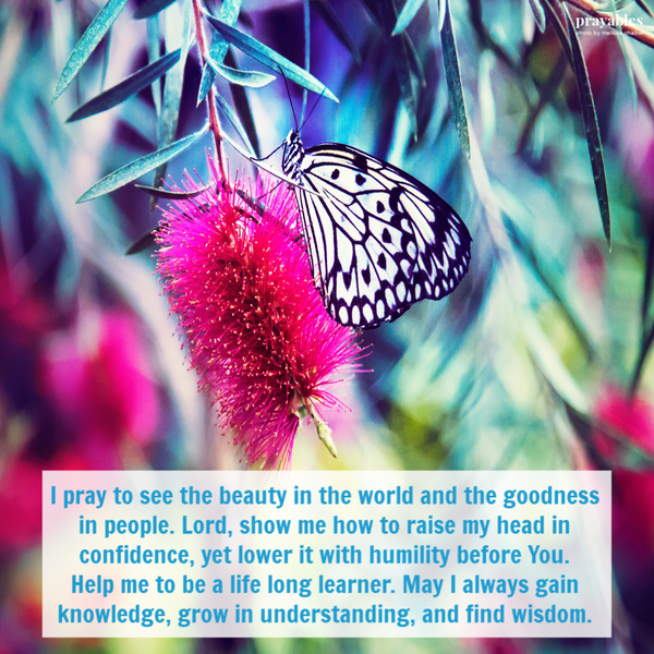 I pray to see the beauty in the world and the goodness in people. Lord, show me how to raise my head in confidence, yet lower it with humility before You. Help me to be a lifelong learner. May I always gain knowledge, grow in understanding, and find
wisdom.