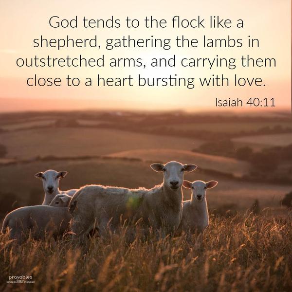 Isaiah 40:11 God tends to the flock like a shepherd, gathering the lambs in outstretched arms, and carrying them close to a heart bursting with love.