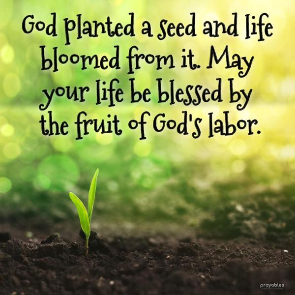 God planted a seed and life bloomed from it. May your life be blessed with the fruit of God's labor.