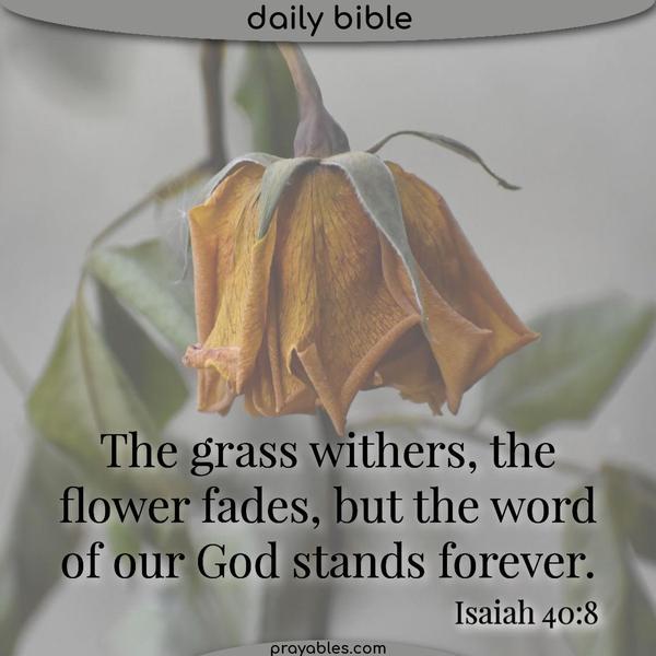 Isaiah 40:8 The grass withers, the flower fades, but the word of our God stands forever.