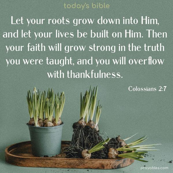Let your roots grow down into Him, and let your lives be built on Him. Then your faith will grow strong in the truth you were taught, and you will overflow with thankfulness. Colossians 2:7