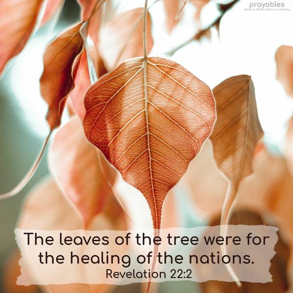 Revelation 22:2 The leaves of the tree were for the healing of the nations.