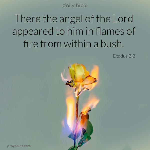 There, the angel of the Lord appeared to him in flames of fire from within a bush. Exodus 3:2