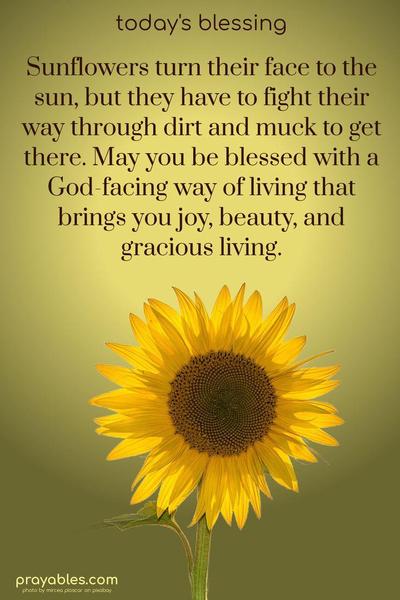 Sunflowers turn their face to the sun, but they have to fight their way through dirt and muck to get there. May you be blessed with a God-facing way of living that brings you joy, beauty, and gracious living.