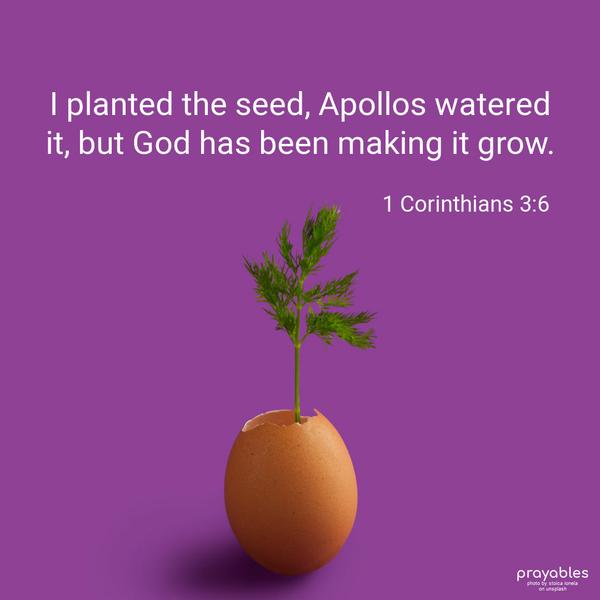 1 Corinthians 3:6 I planted the seed, Apollos watered it, but God has been making it grow.