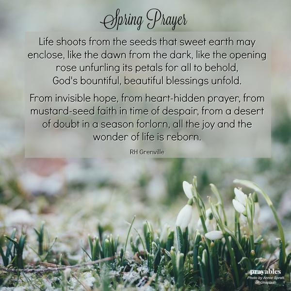 Life shoots from the seeds that sweet earth may enclose, like the dawn from the dark, like the opening rose unfurling its petals for all to behold, God’s bountiful, beautiful blessings unfold. From invisible hope, from heart-hidden
prayer, from mustard-seed faith in time of despair, from a desert of doubt in a season forlorn, all the joy and the wonder of life is reborn. RH Grenville