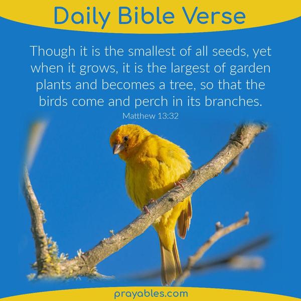 Matthew 13:32 Though it is the smallest of all seeds, yet when it grows, it is the largest of garden plants and becomes a tree, so that the birds come and perch in its
branches.