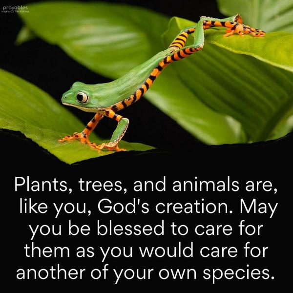 Plants, trees, and animals are, like you, God’s creation. May you be blessed to care for them as you would care for another of your own species.