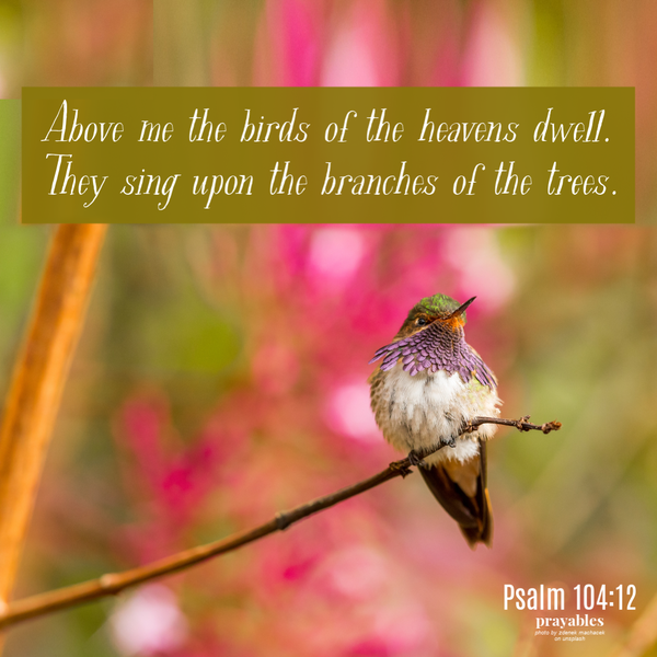 Psalm 104:12 Above me the birds of the heavens dwell. They sing upon the branches of the trees.