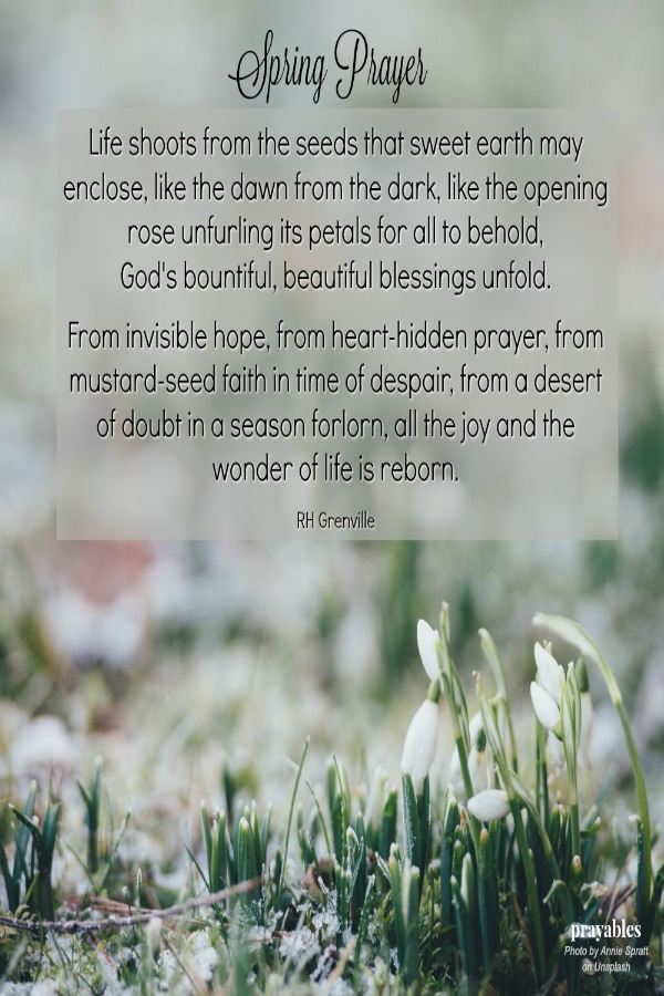 Life shoots from the seeds that sweet earth may enclose, like the dawn from the dark, like the opening rose unfurling its petals for all to behold, God's bountiful, beautiful blessings unfold.  From invisible hope, from heart-hidden
prayer, from mustard-seed faith in time of despair, from a desert of doubt in a season forlorn, all the joy and the wonder of life is reborn.  RH Grenville 