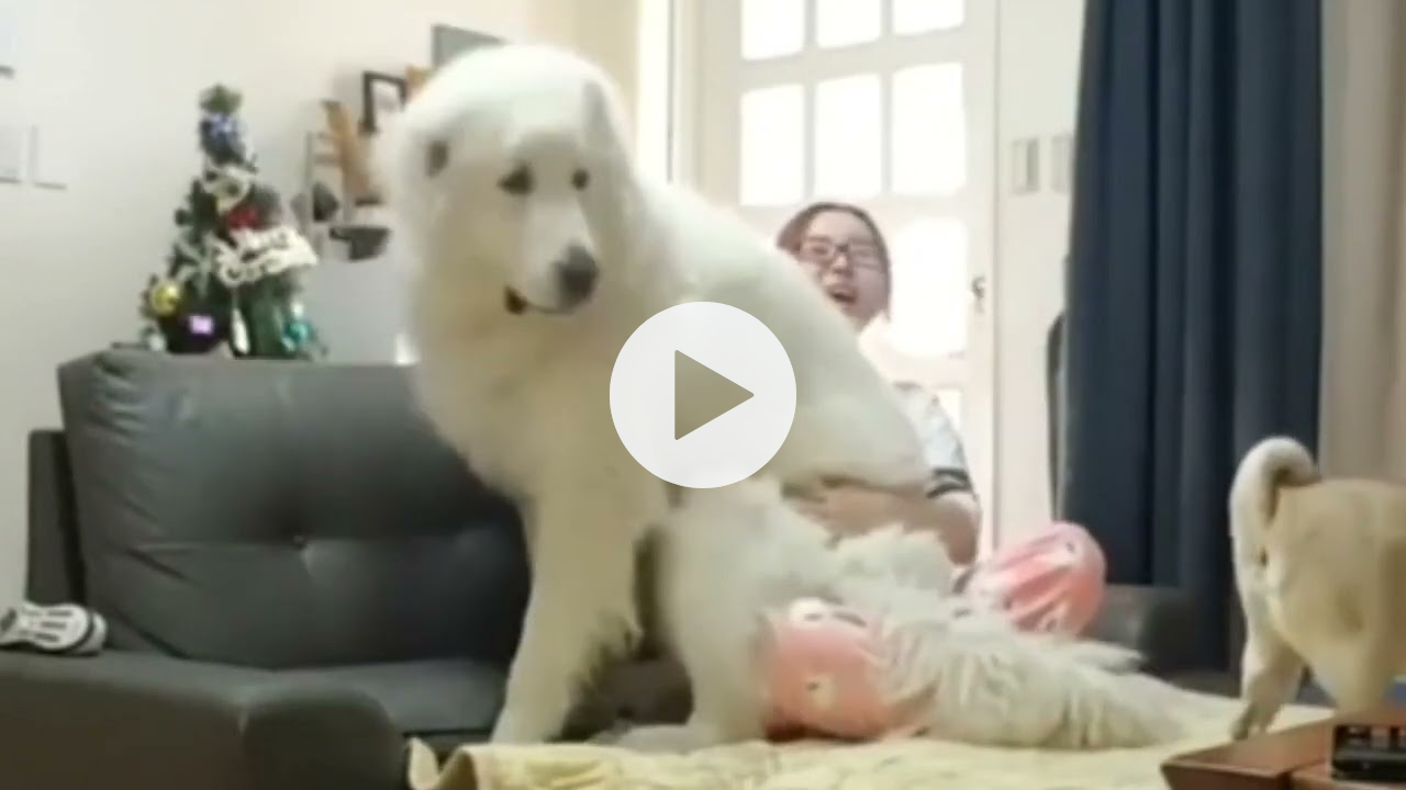 Giant Dog Thinks He's A Lapdog