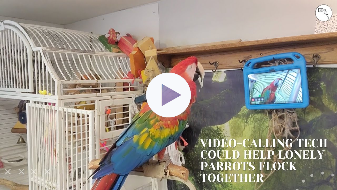 Lonely Parrots Flock Together with Video-Calling Technology