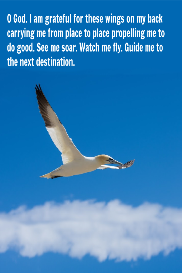 O God. I am grateful for these wings on my back carrying me from place to place propelling me to do good. See me soar. Watch me fly. Guide me to the next destination.