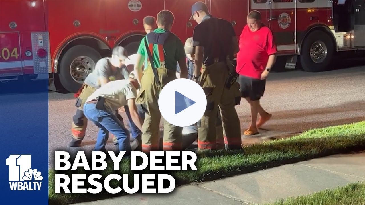 Community comes together to rescue baby deer in Owings Mills