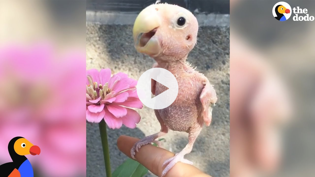 Naked Bird Who Lost Her Feathers Is So Loved Now | The Dodo