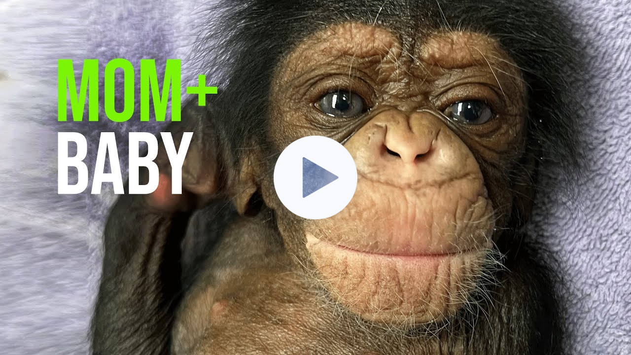 Chimpanzee Mother Mahale Reunited With Baby!