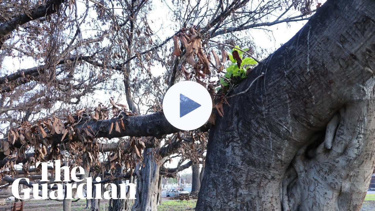 Lahaina's cherished banyan tree shows signs of life after deadly Hawaii fires