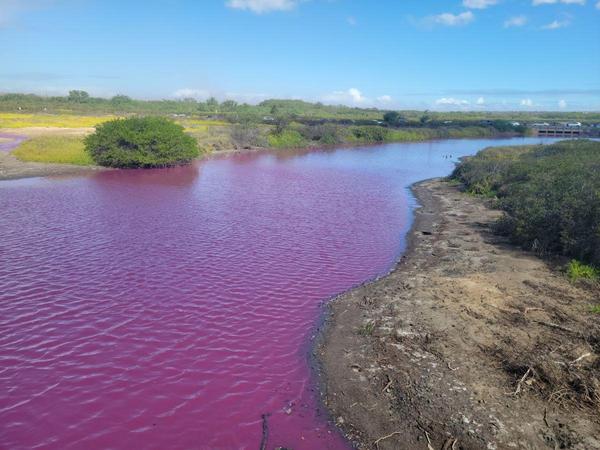 Pink Water at Kealia Ponds MAUI Hawaii