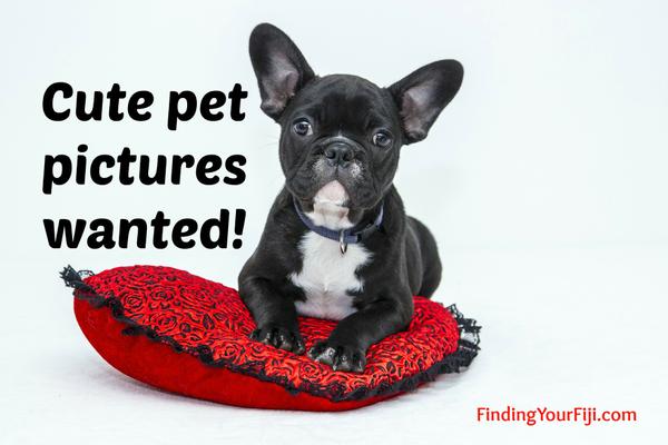 Cute Pet Pictures Wanted. Submit via email