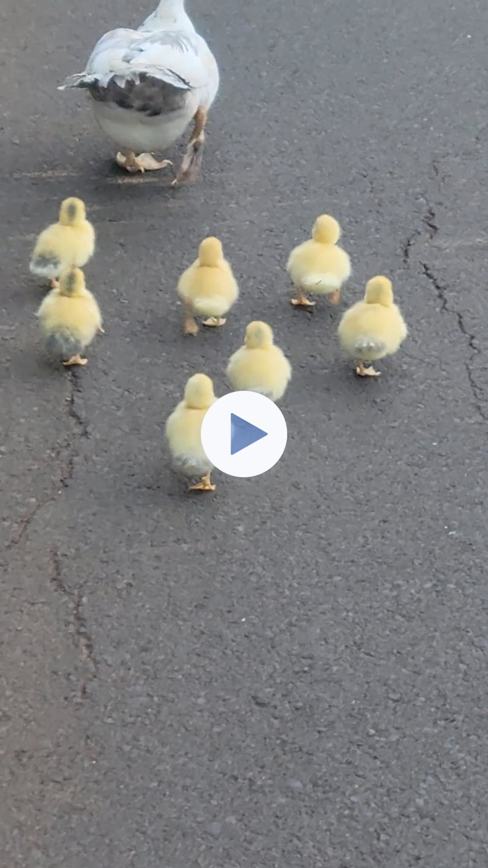 Cute Ducklings