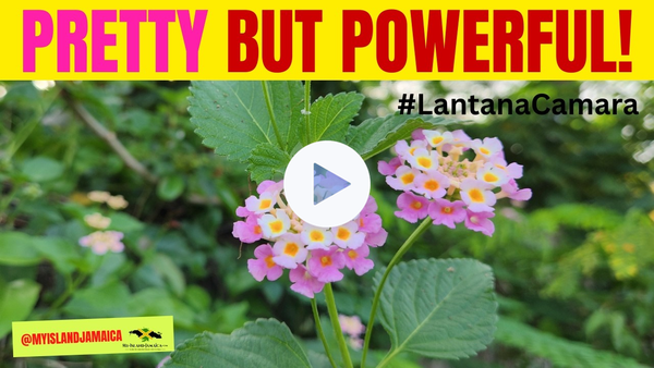 🧠 Boost Memory, Brain Health & Fight Infections with this (Pretty) Herb! #lantanacamara 🇯🇲