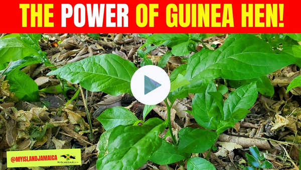 😲Is This the Ultimate Anti-Cancer Herb? Discover the Power of Guinea Hen! 🇯🇲