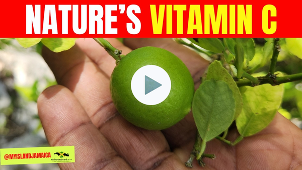 😲Limes - Better Than Vitamin C Tablets?! #lime 🇯🇲