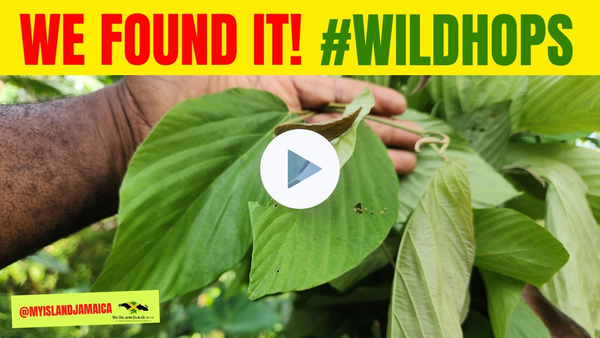 😲 Diabetics Are In Awe of This Jamaican Bush! #WildHops 🇯🇲