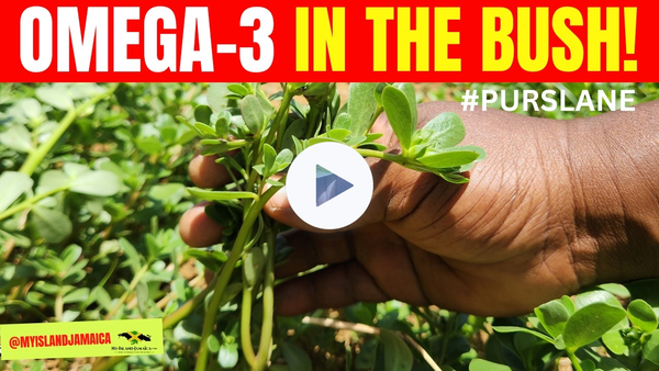 😲THIS tiny Plant Has More OMEGA-3 Than Fish? #purslane 🇯🇲