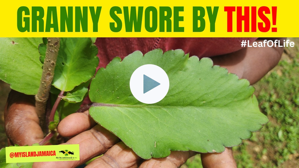 Leaf of Life - The Powerful HEALING Plant Jamaicans Swear By #🇯🇲