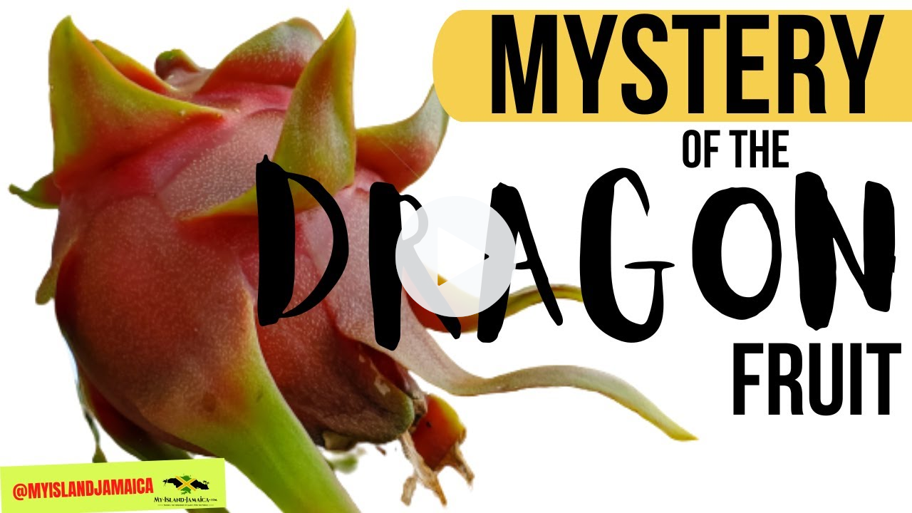 The DRAGON FRUIT? What's That? 😲 🍈 | Mystery Fruit In Jamaica