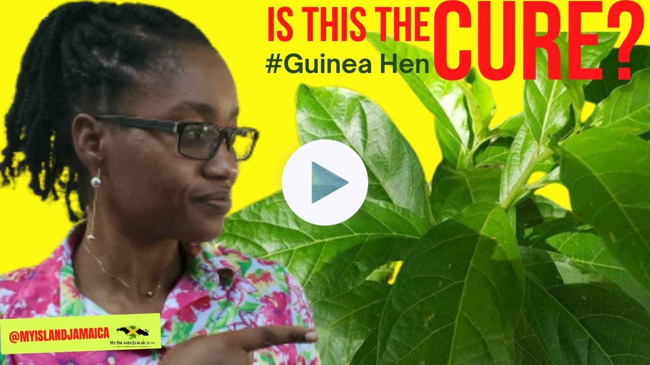 Its Anti-Cancer, Anti-Tumor, and Anti-inflammatory (The KING of Herbs) 🌿 👆🏿 #GUINEAHEN #ANAMU