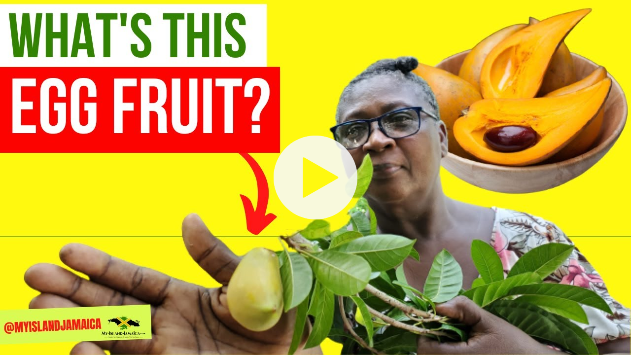 The [Golden] EGG FRUIT is FOUND!!!😁🎉💃🏿 #RareFruits #Jamaican #fruits #Canistel