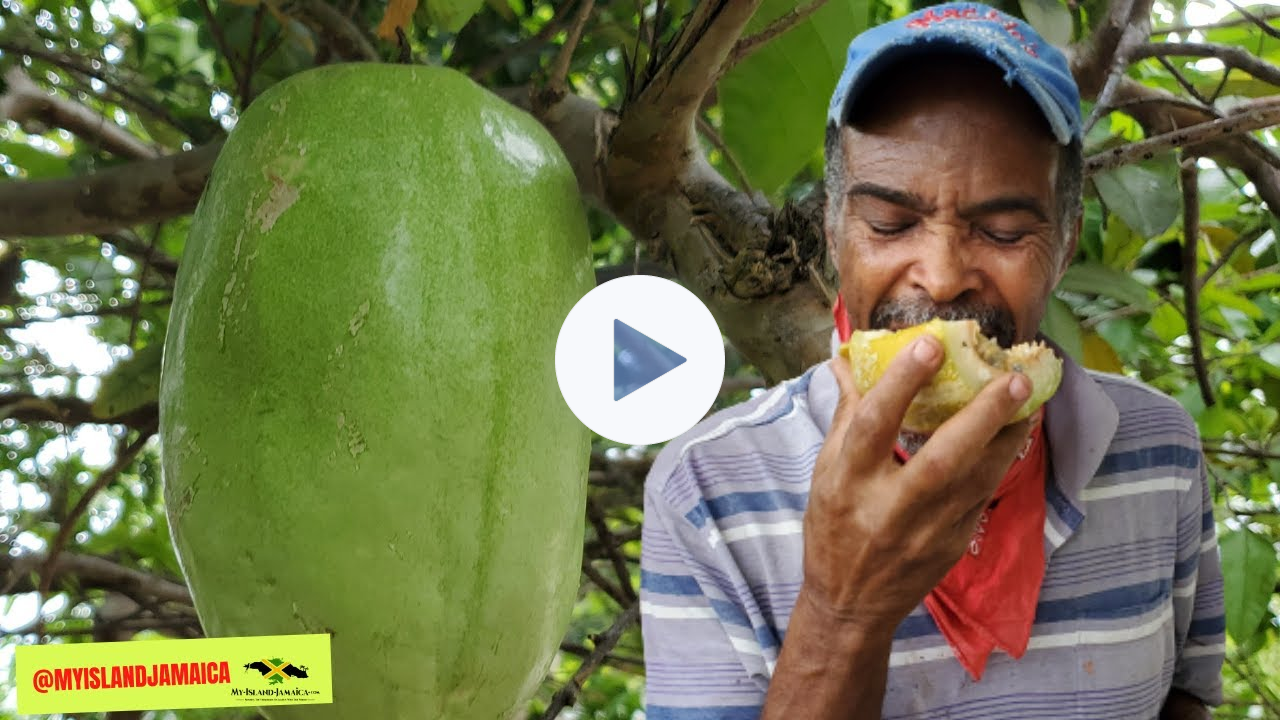 😲 BIG FRUIT, GIANT BENEFITS! Here's the LARGEST Passion fruit in the world! #granadilla