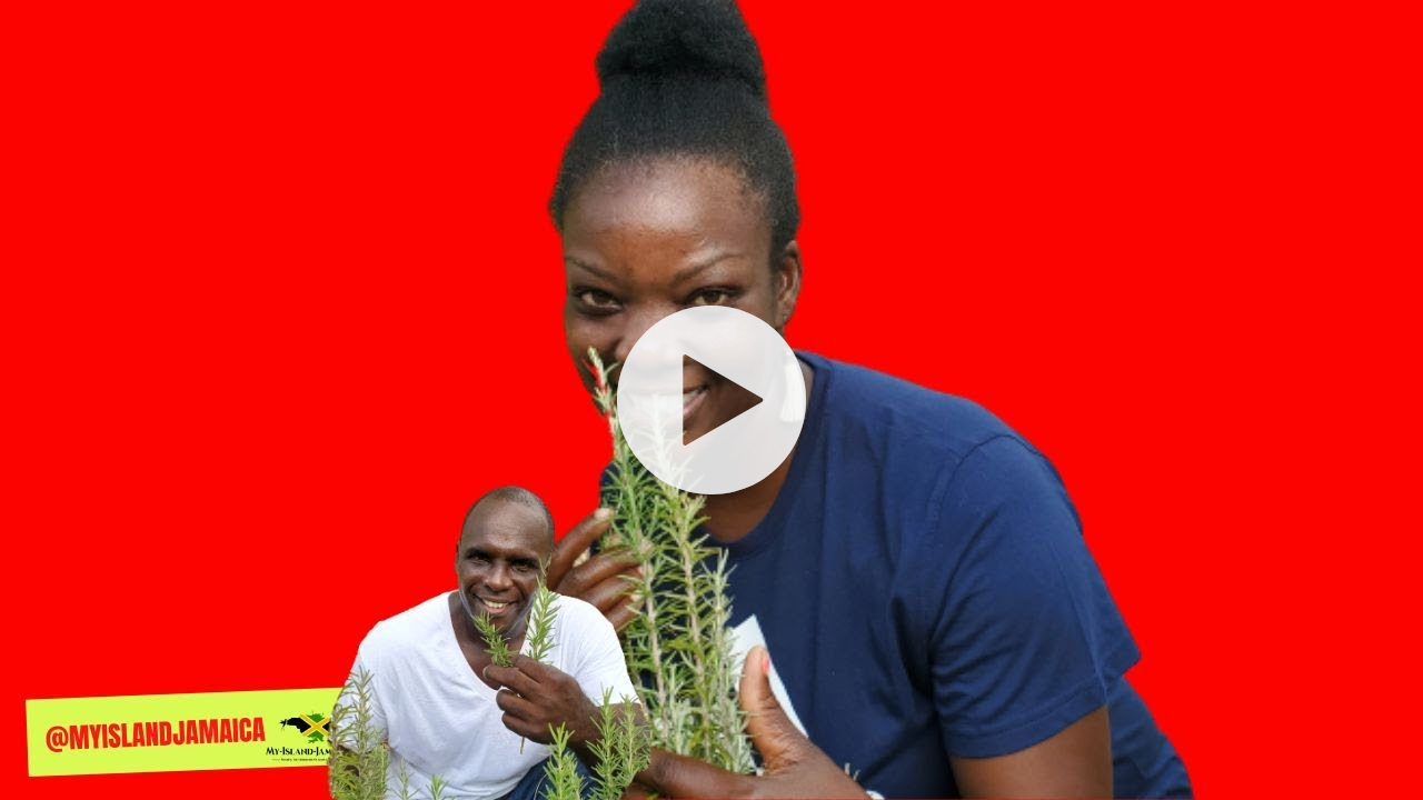 '😍The BOYS love THIS herb (🌿 Rosemary)! | #Medicinal Plants Of #Jamaica