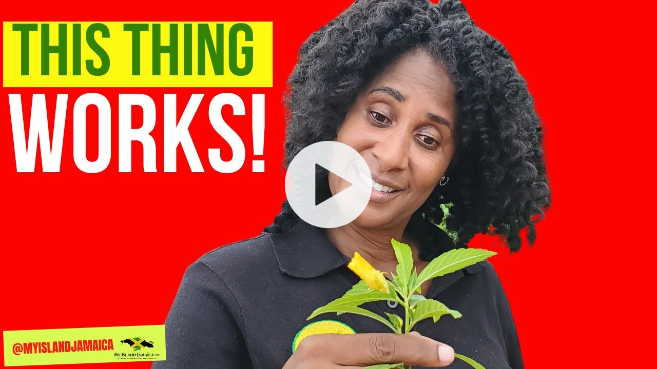💪 Build STAMINA (Mental & Physical) with this little herb! #Damiana #Jamaica