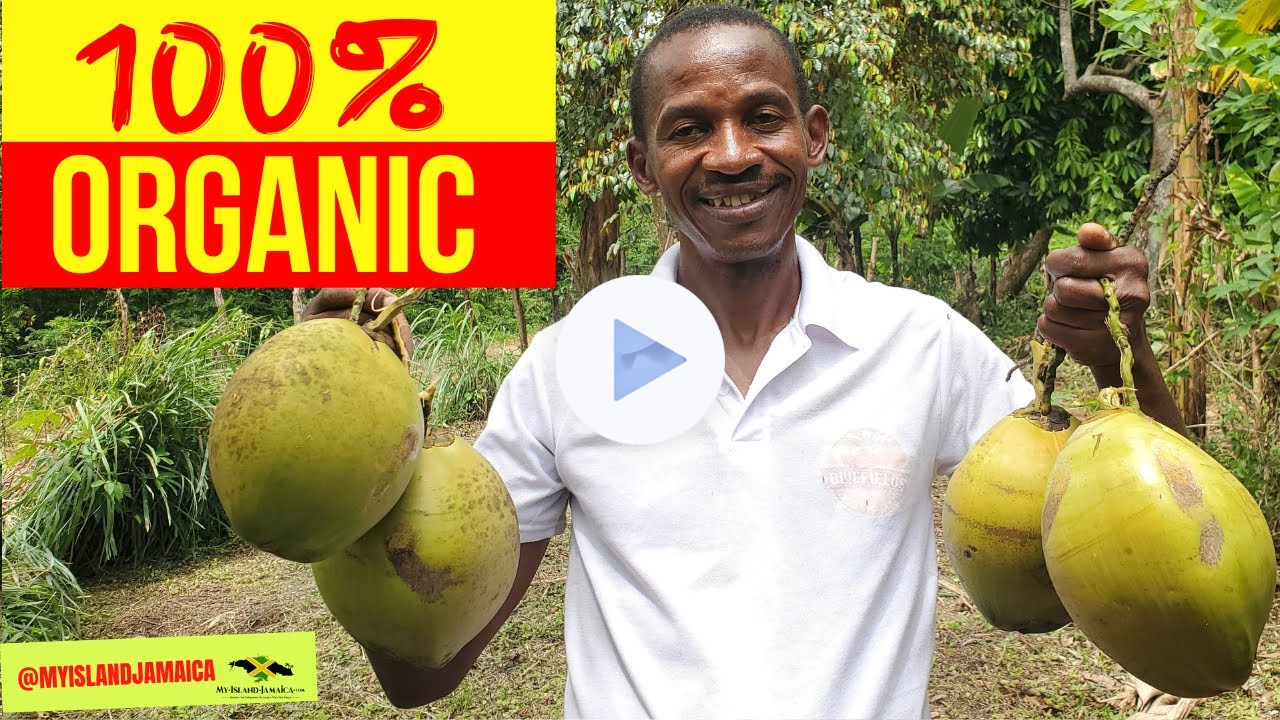 FARM FRESH👩🏿‍🌾 & READY For You - Yes, YOU☺! (The Organic Farm Tour) ! #farming 🇯🇲