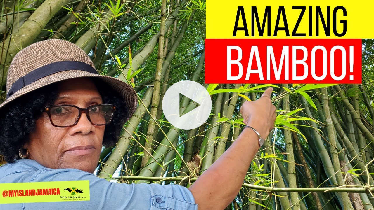 😲THIS Plant Has 1000% More Silica Than Stinging Nettle or Horsetail Herb🌿! UNDERRATED BAMBOO! 🇯🇲