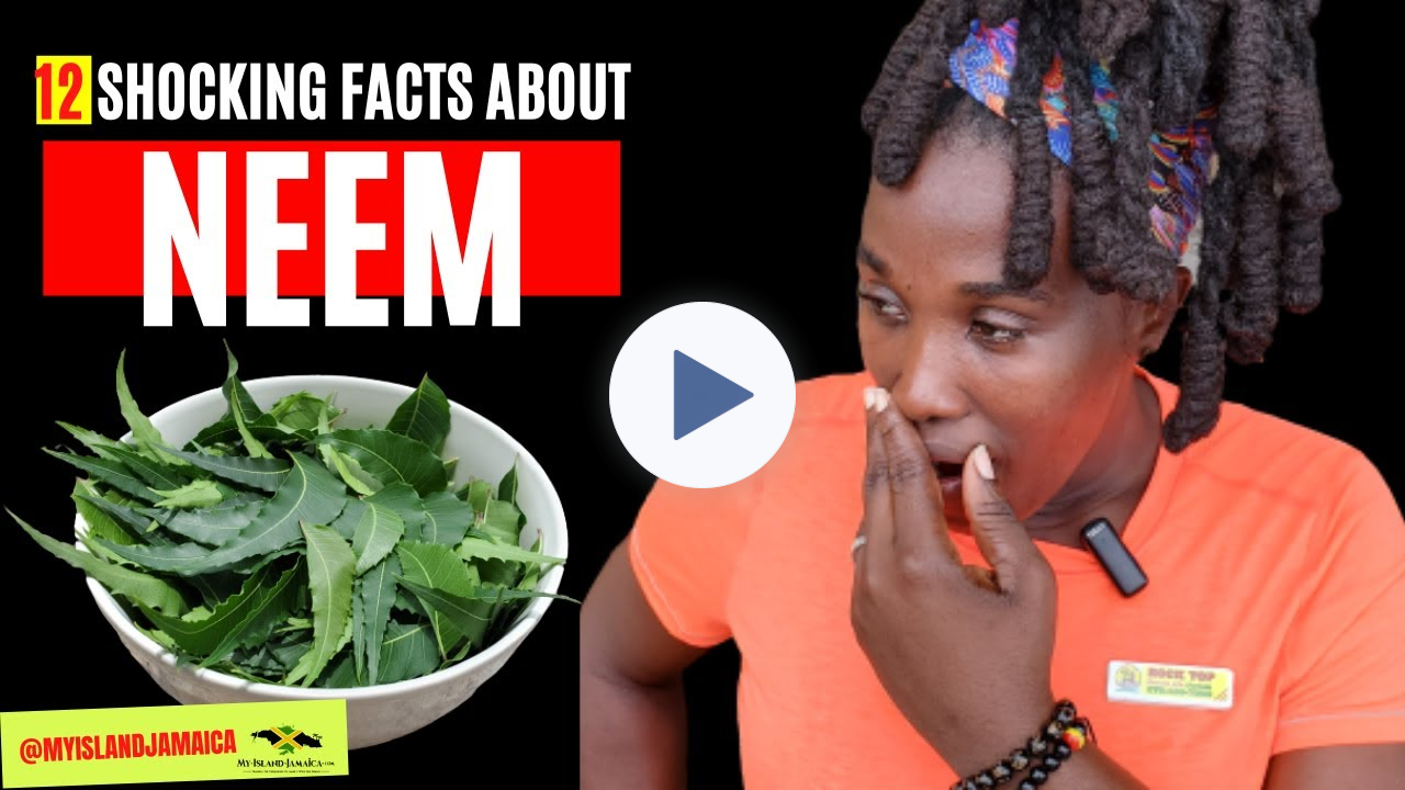 😳 You'll NEVER see THIS plant the same way again! [🇯🇲 #neem #herbal ]
