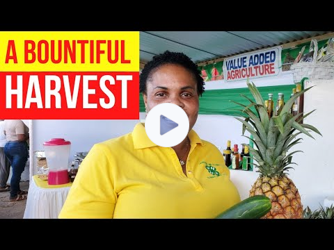 🎉 FASCINATING Highlights the Hague Agricultural Show☝️ #foodshow🔥 🇯🇲
