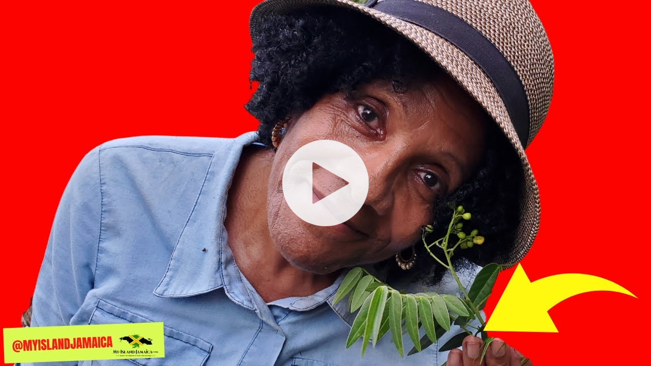 This 💪🏿POWERFUL (Wild-Grown) Plant🌿 fights 👊🏿HYPERTENSION & DIABETES ! 🇯🇲