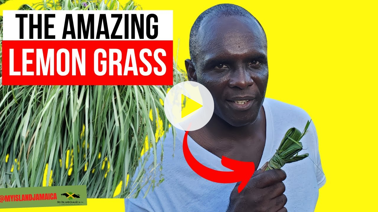 This Jamaican Herb FIGHTS Infection, RELIEVE Fever, Pain & TREAT Hypertension #LemonGrass