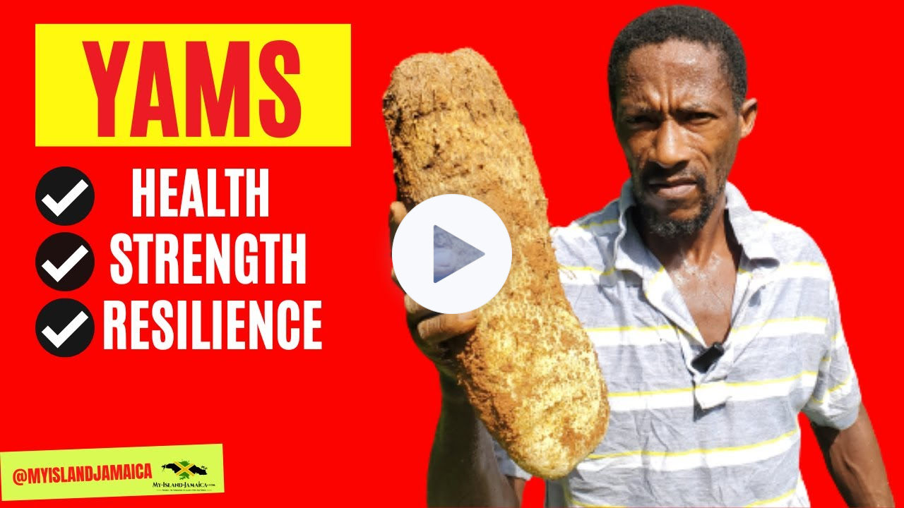 🤔Why YAM is a SUPER FOOD in Jamaica [🇯🇲 #yam #food #organic ]