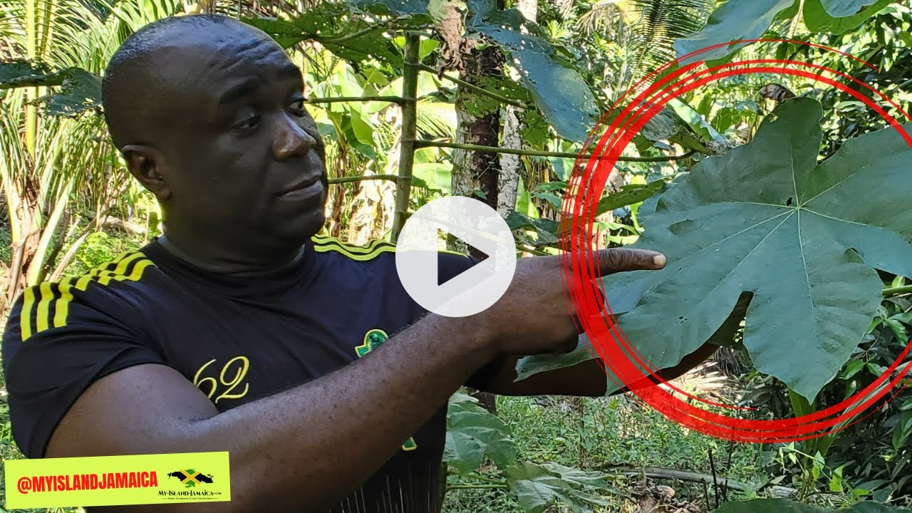 🤨This is the most UNDERRATED Plant!🌿 And HERE'S Why 👆🏿 #trumpetleaf #trumpettree