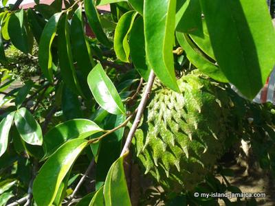 Jamaican soursop leaves